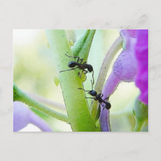 Postal Hormigas en mis plantas