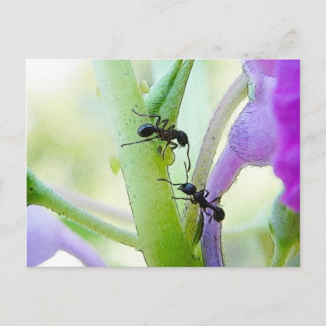 Postal Hormigas en mis plantas (Anverso)