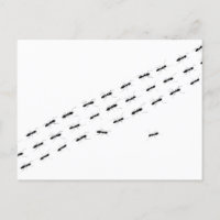 Hormigas independientes