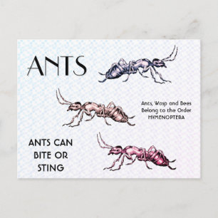 Postal Hormigas Insectos Bichos Criaturas Rastreras