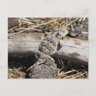 Postal Horned Lizard