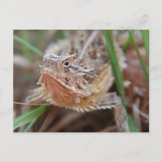 Postal Horned Lizard