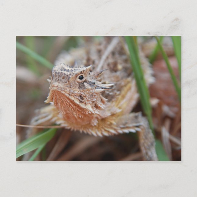 Postal Horned Lizard (Anverso)