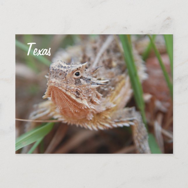 Postal Horned Lizard, Texas (Anverso)