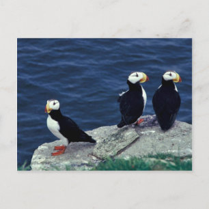 Postal Horned Puffin Trio
