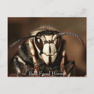 Postal Hornet de cara calva