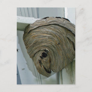 Postal Hornets Nest