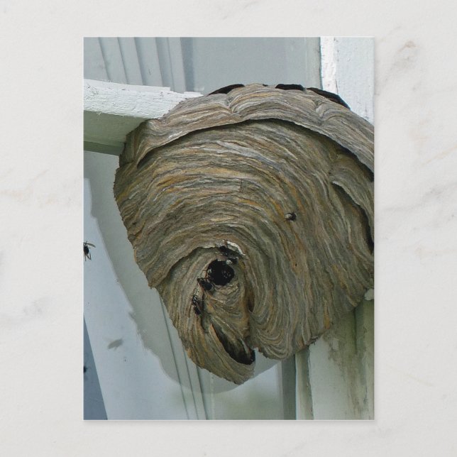 Postal Hornets Nest (Anverso)