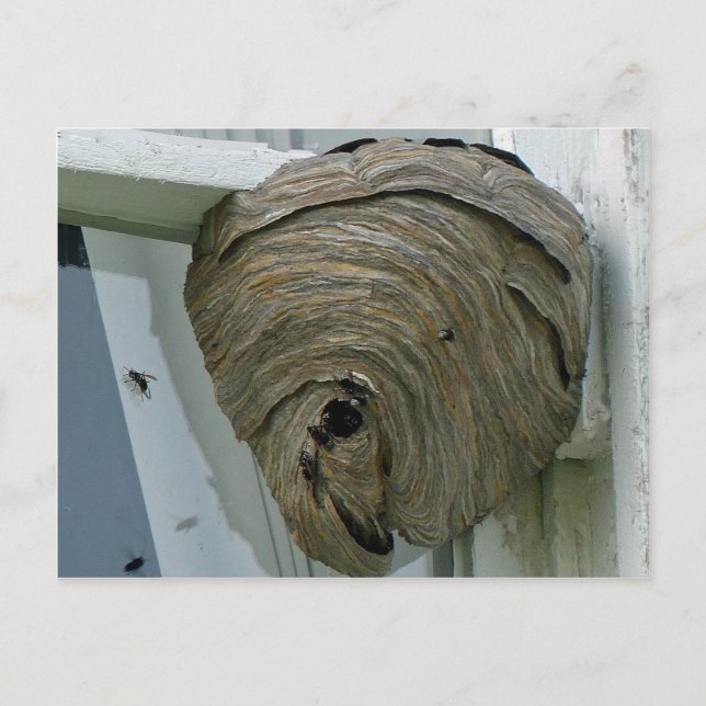 Postal Hornets Nest (Anverso)