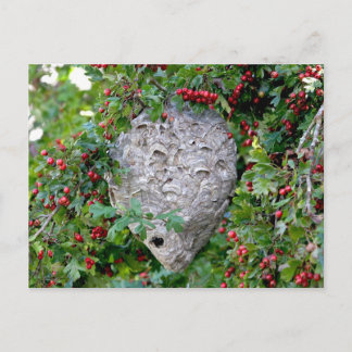 Postal Hornets Nest Photo