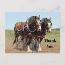 Horse Clydesdale Foto Agrícola Gracias