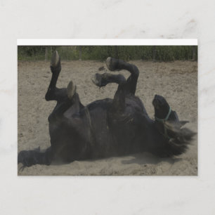 POSTAL HORSE FROLICING