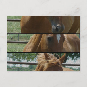 Postal Horse Fun