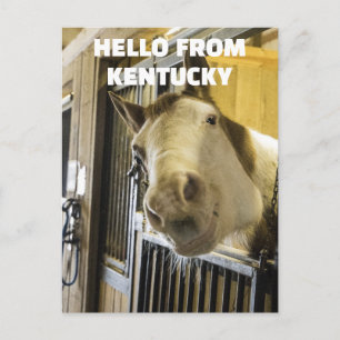 POSTAL HORSE KENTUCKY FUNNY POSTCARD