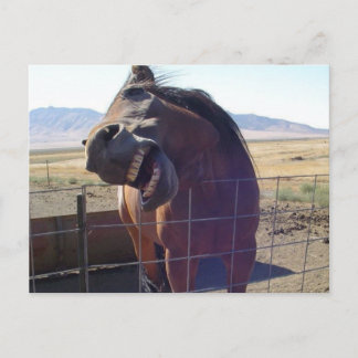 Postal Horse Laughing