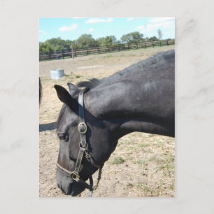 Postal Horse Lover