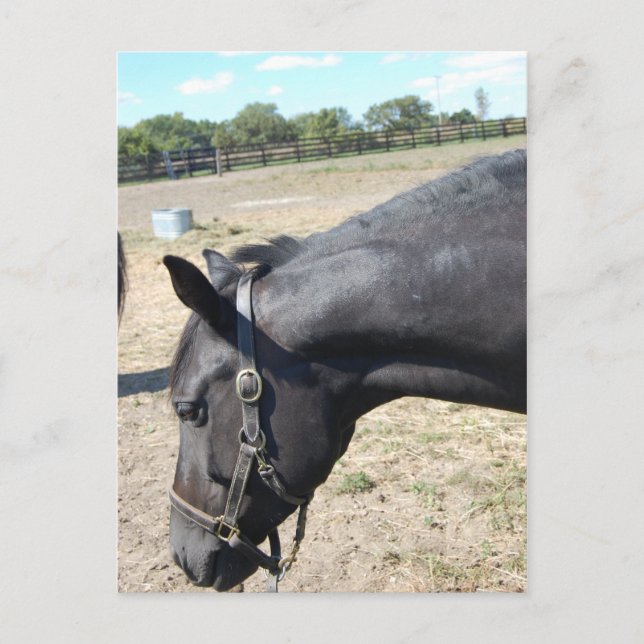 Postal Horse Lover (Anverso)
