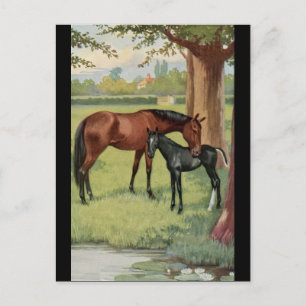 Postal Horse Mare Foal Imagen Vintage Ecuestriana