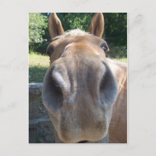Postal Horse Nose (Anverso)