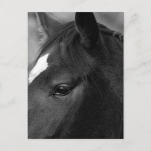 Postal Horse pccna