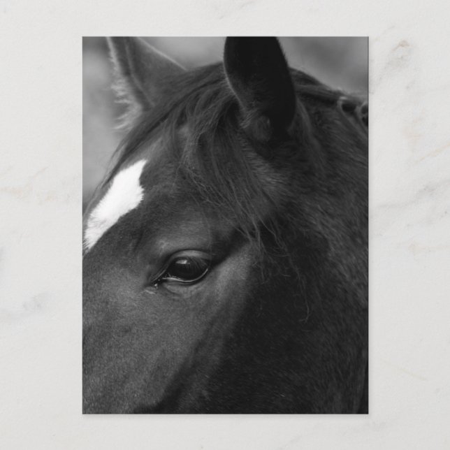 Postal Horse pccna (Anverso)