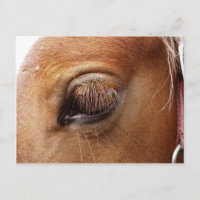 Horse / Pony Eye Close - Fotografía de caballos