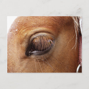 Postal Horse / Pony Eye Close - Fotografía de caballos