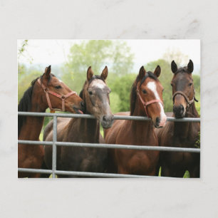 Postal Horse Postcard