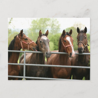 Postal Horse Postcard