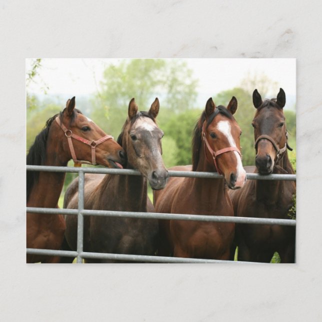 Postal Horse Postcard (Anverso)