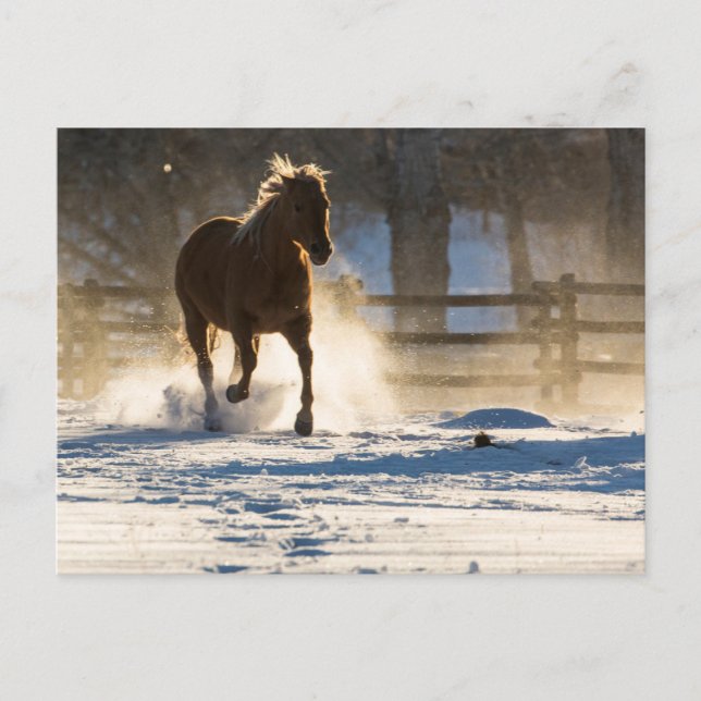 Postal Horse Running Through the Snow (Anverso)