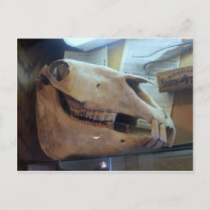 Postal Horse Skull