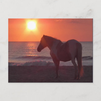 Postal Horse Sunrise