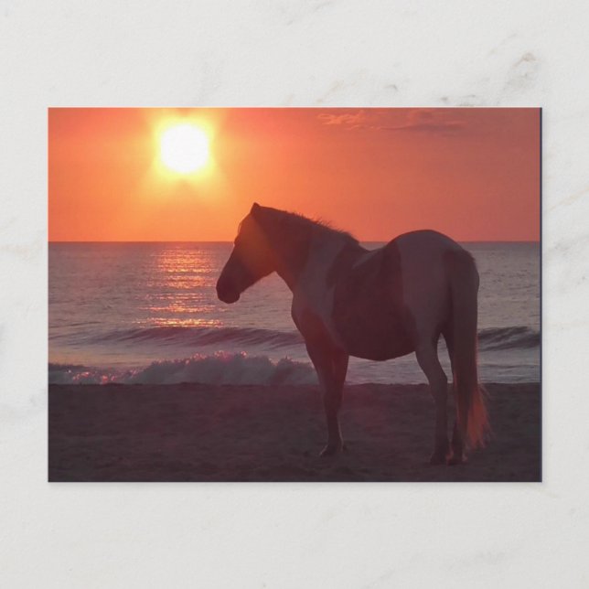 Postal Horse Sunrise (Anverso)
