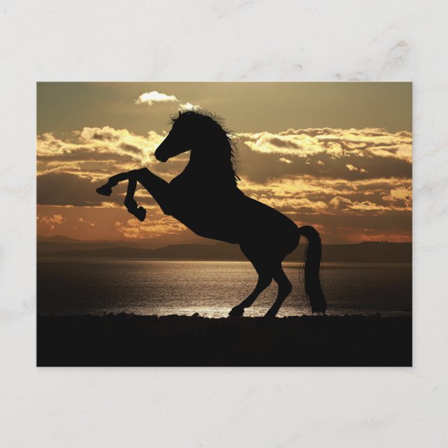 Postal horse sunset silhouette (Anverso)