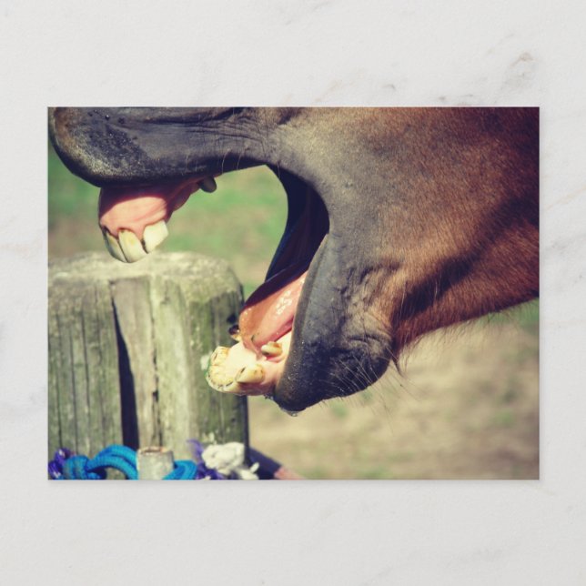 Postal Horse Yawn (Anverso)