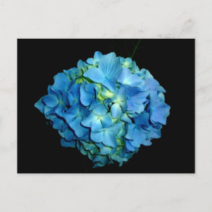 Postal Hortensia Azul