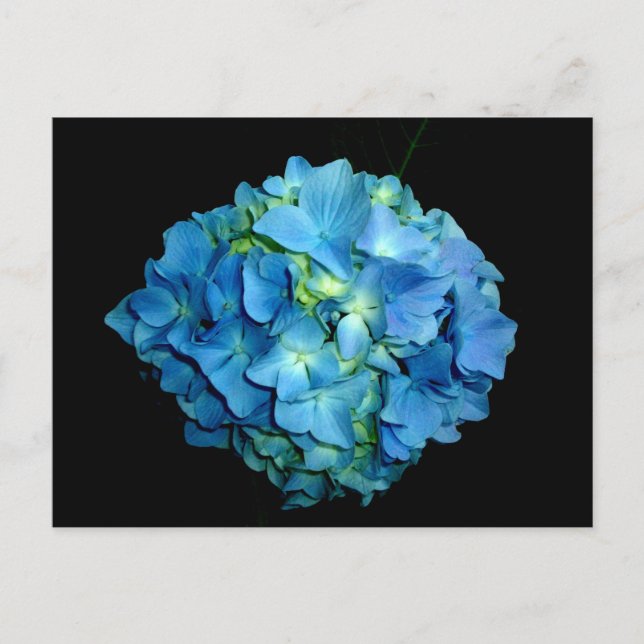 Postal Hortensia Azul (Anverso)