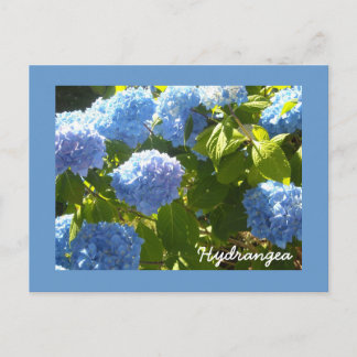 Postal Hortensia Azul Soleada