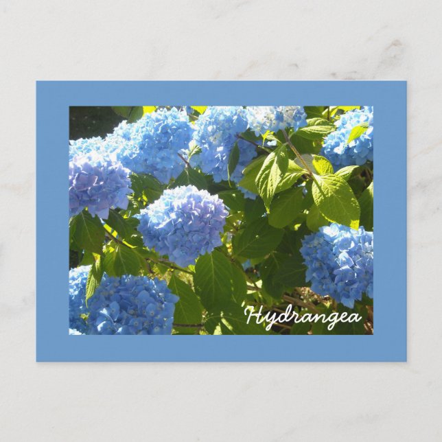 Postal Hortensia Azul Soleada (Anverso)