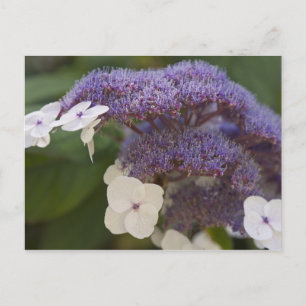 Postal Hortensia florece, Jardín chino Dr. Sun Yat-Sen