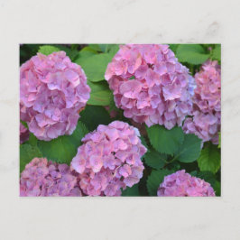 Postal Hortensia hidrangea bush rosa