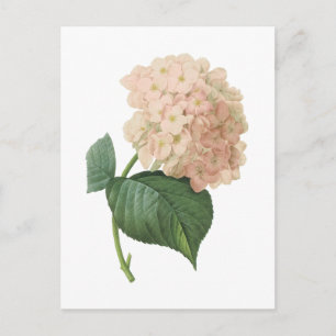 Postal hortensia (SP del Hydrangea.) por Redouté