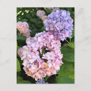 Postal Hortensias