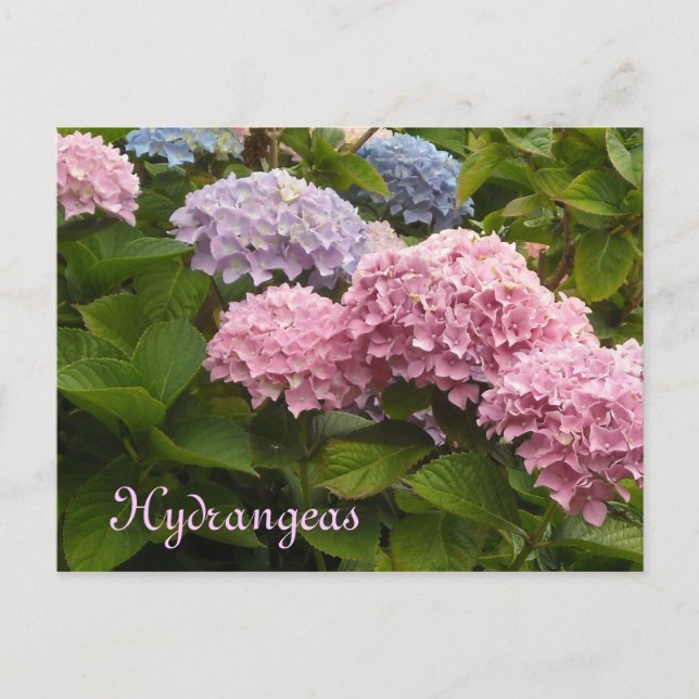 Postal Hortensias (Anverso)