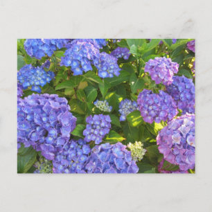 Postal Hortensias Azules y Moradas