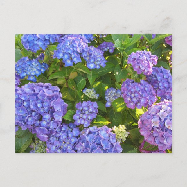 Postal Hortensias Azules y Moradas (Anverso)