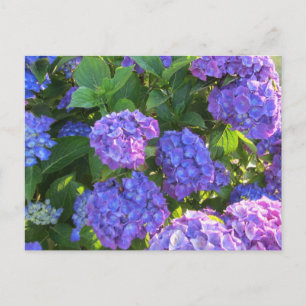 Postal Hortensias azules y púrpuras vibrantes