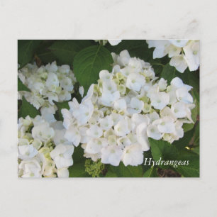 Postal Hortensias Blancas
