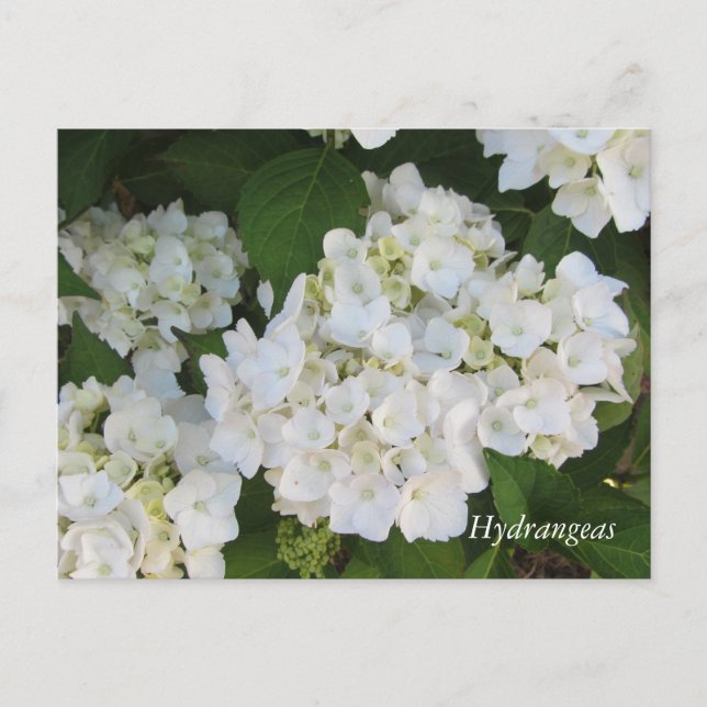 Postal Hortensias Blancas (Anverso)
